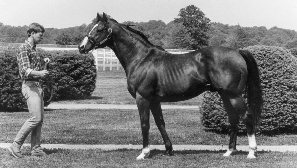 Northern Dancer, winner of the 1964 Kentucky Derby and Preakness Stakes and the greatest sire of the 20th century.